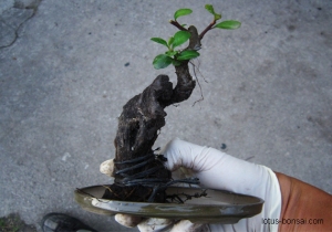 pyracantha-bonsai-lotus-studio-1