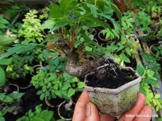 mame-bonsai-production-maple