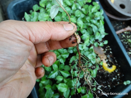 mame-bonsai-production-seedling